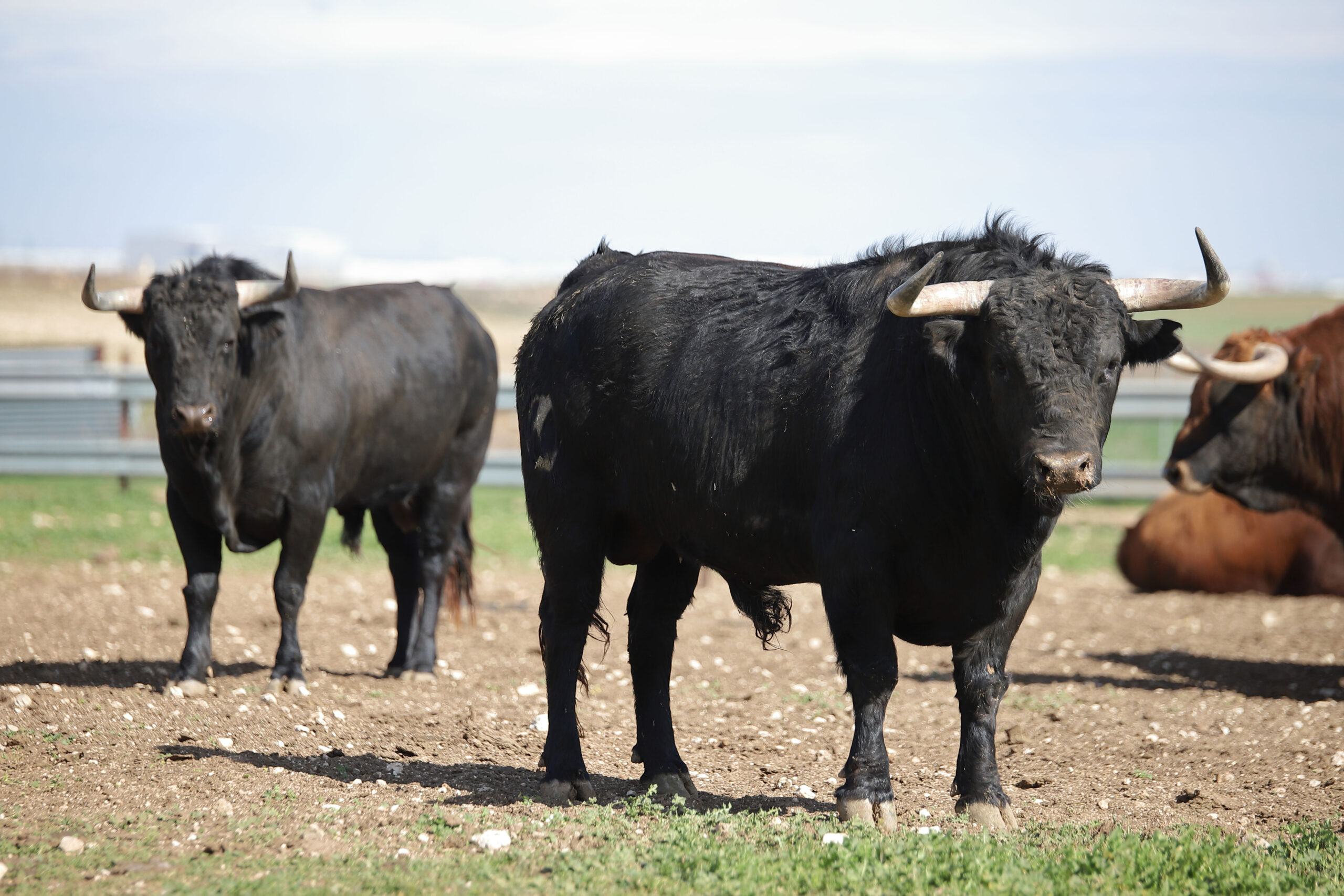 Las Ramblas. Camada 2020