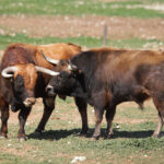 Las Ramblas. Camada 2020