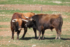 Las Ramblas. Camada 2020