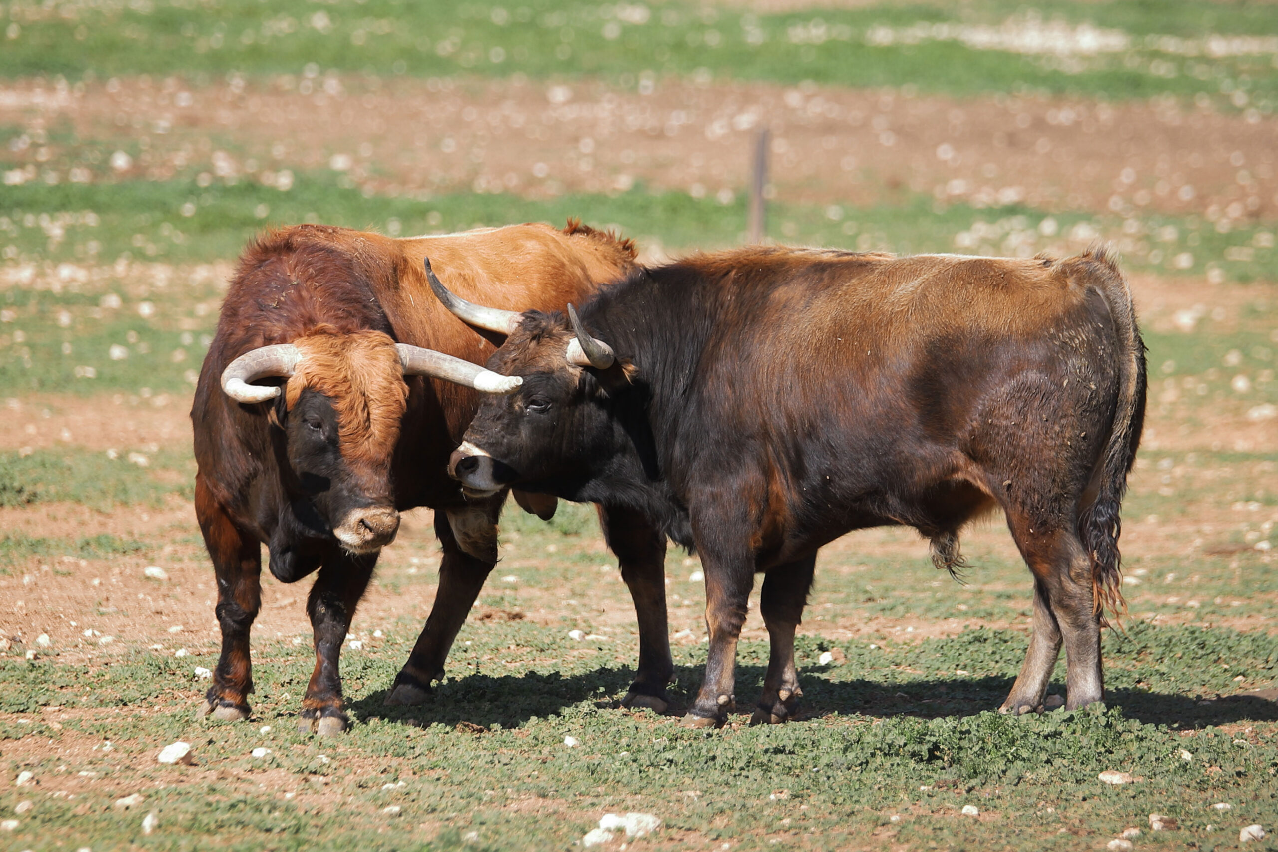 "Daniel Martínez estaba enamorado del encaste de Salvador Domecq y siempre le fue fiel"