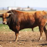 Las Ramblas. Camada 2020