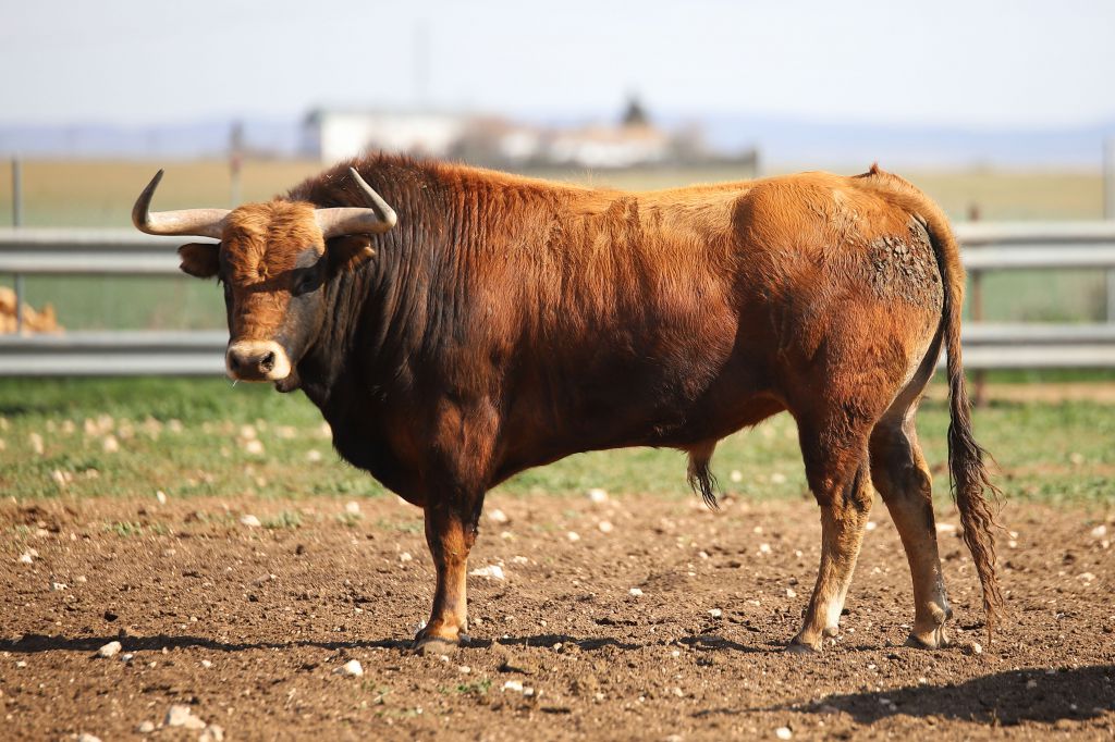 Las Ramblas. Camada 2020