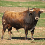 Las Ramblas. Camada 2020