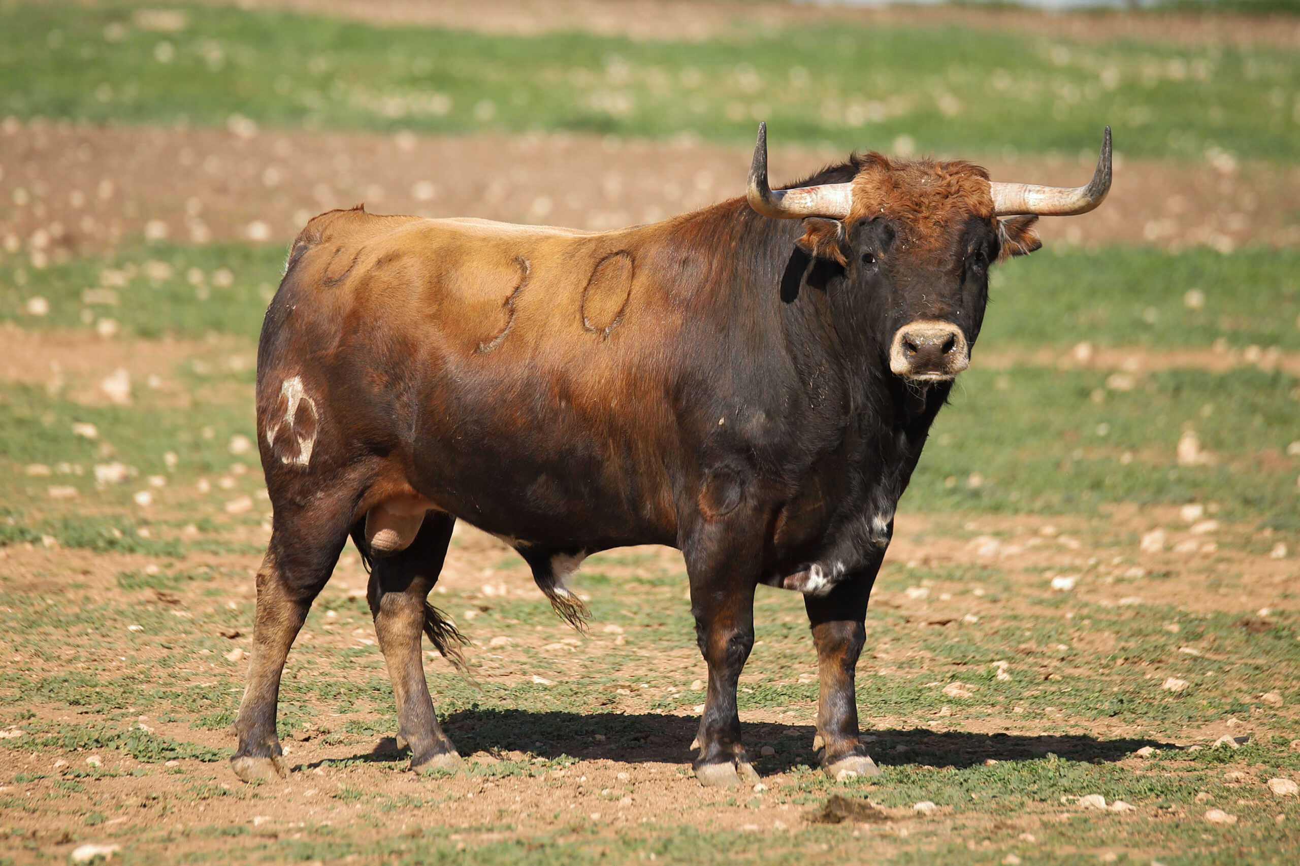Las Ramblas. Camada 2020