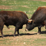 Las Ramblas. Camada 2020