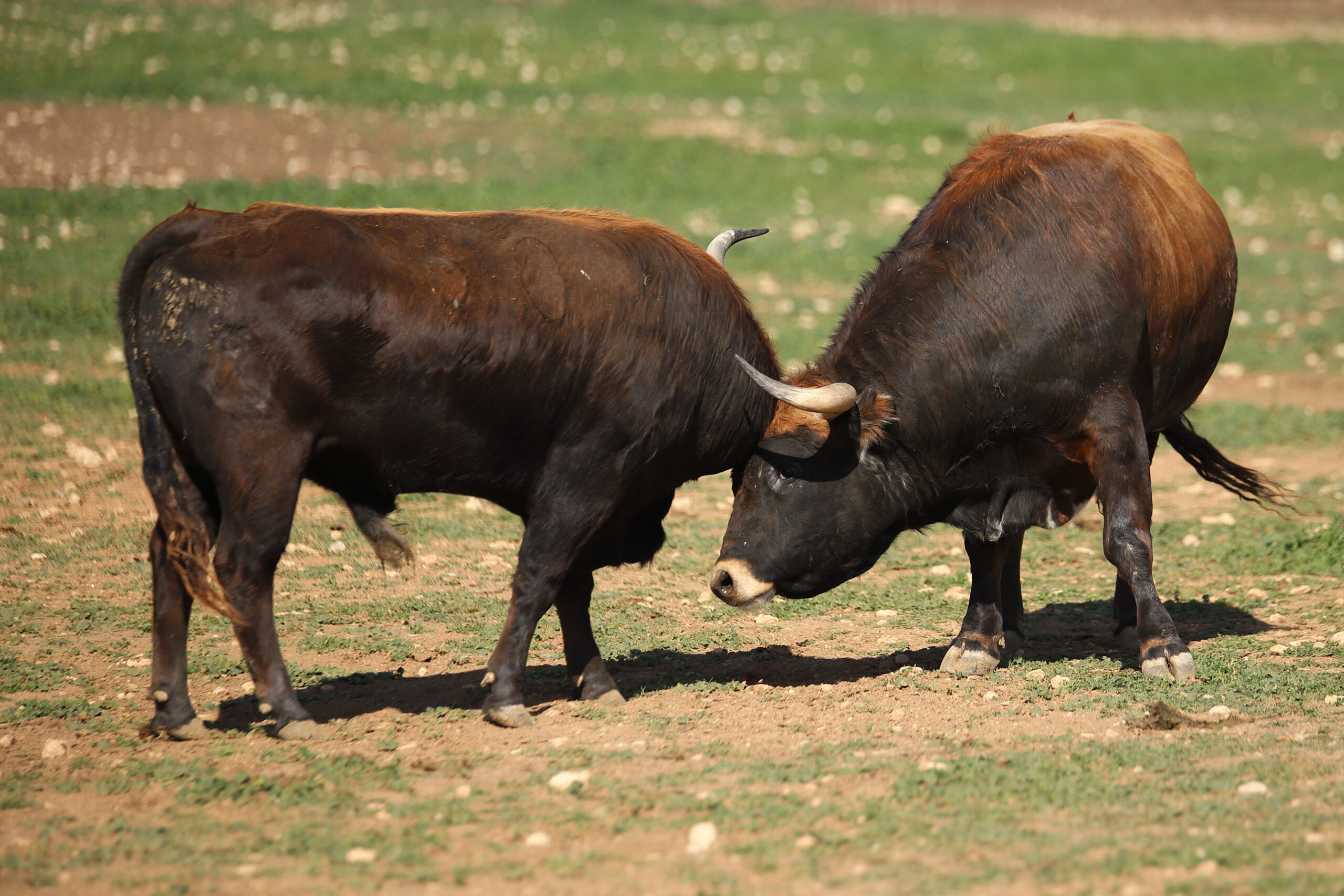 Las Ramblas. Camada 2020