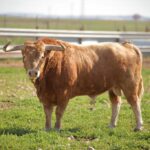 Las Ramblas. Camada 2020