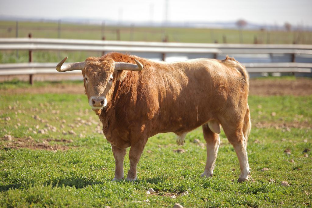 Las Ramblas. Camada 2020