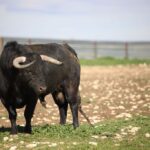 Las Ramblas. Camada 2020