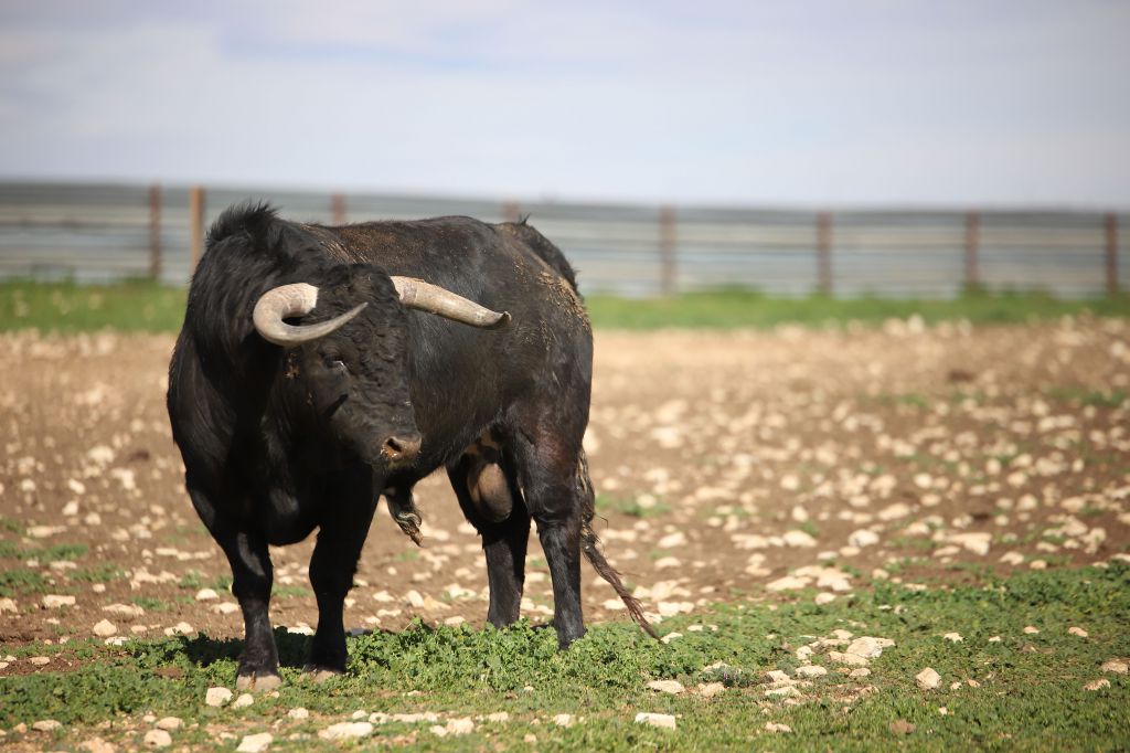 Las Ramblas. Camada 2020