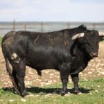 Las Ramblas. Camada 2020