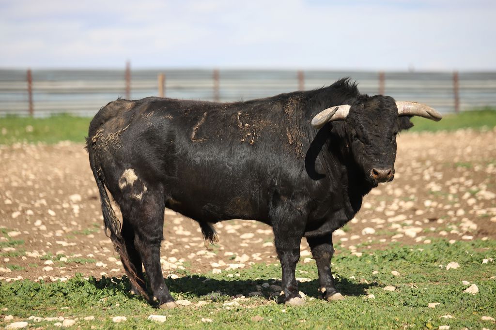 Las Ramblas. Camada 2020