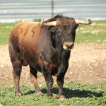 Las Ramblas. Camada 2020