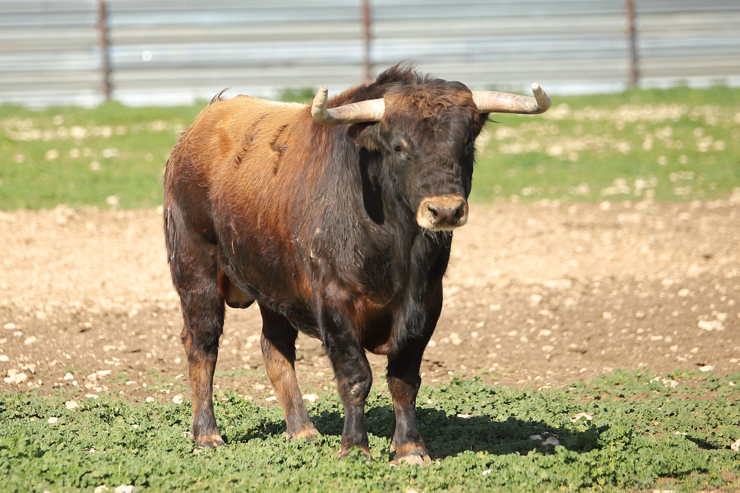 Las Ramblas. Camada 2020