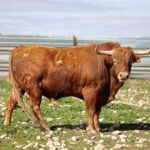 Las Ramblas. Camada 2020