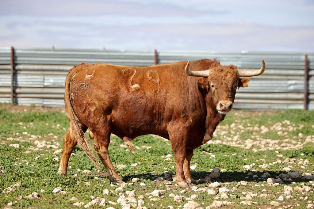 Las Ramblas. Camada 2020