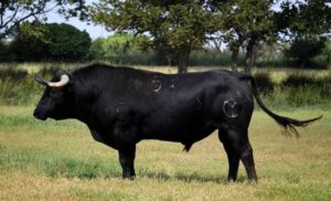 Novillo de Hubert Yonnet