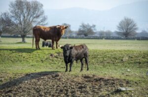 Baltasar Ibán. Camada 2020