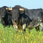 Toros de Millares en el campo. (Foto: J. Porcar)