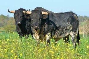 Toros de Millares en el campo. (Foto: J. Porcar)