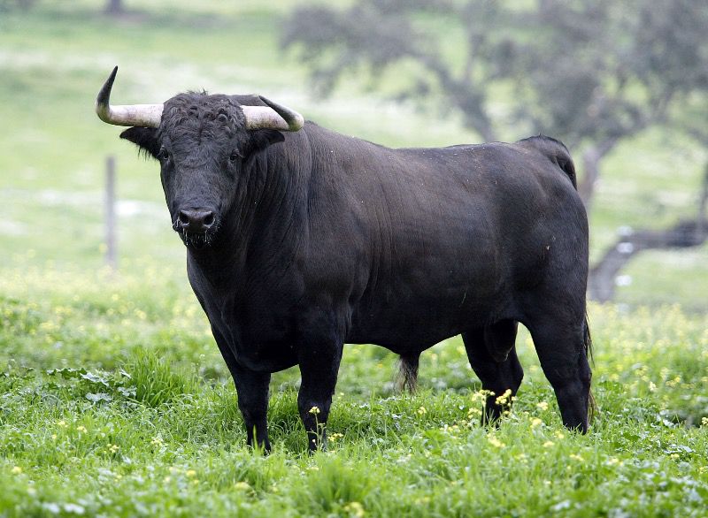 Extremadura incluye al toro de lidia en su reparto de ayudas