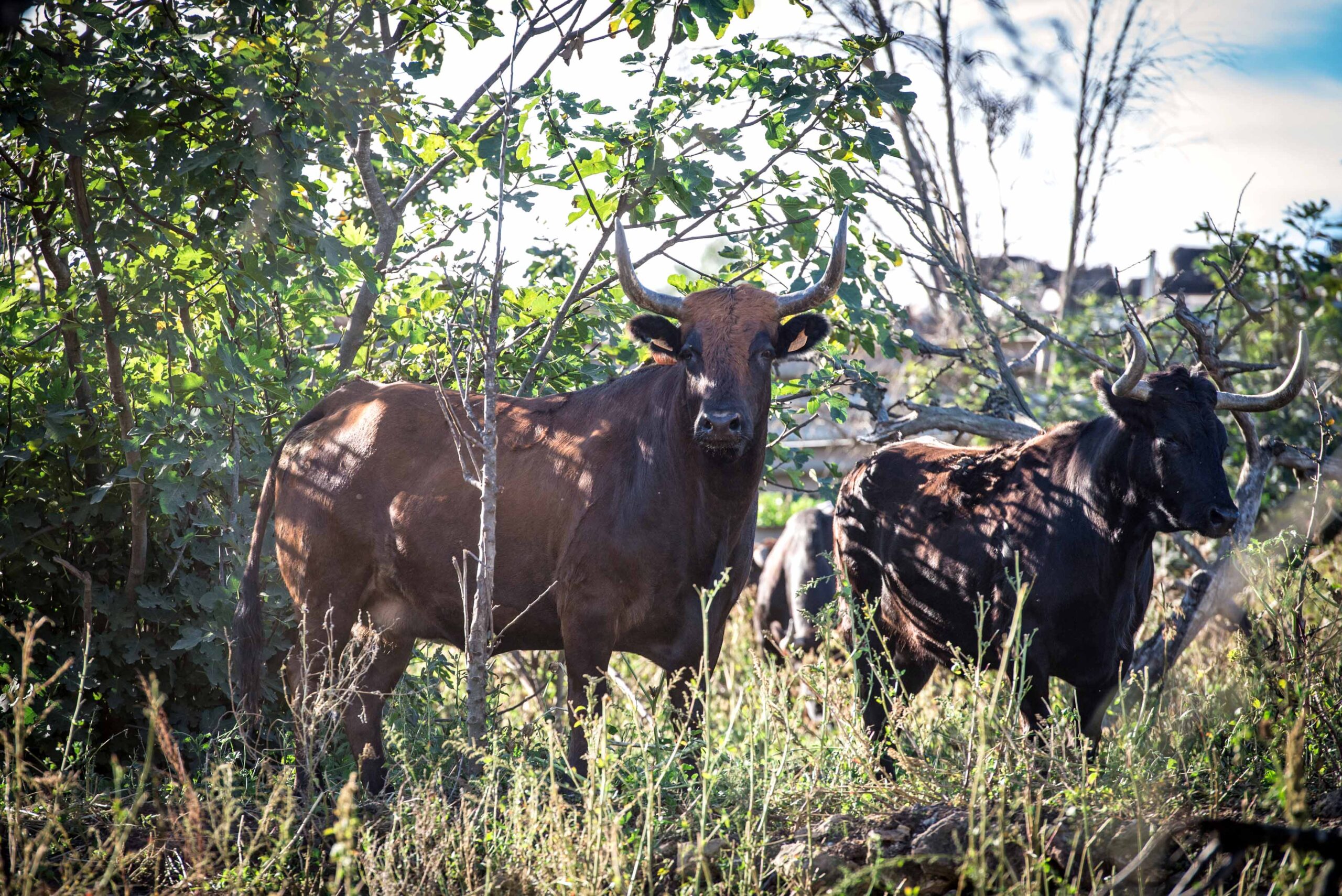 Mònica Oltra: “Las ayudas son para animales de consumo, no de espectáculos”