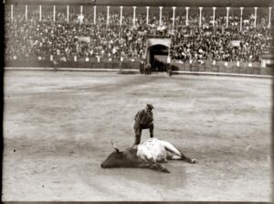 Hasta el mulillero parecía intuir la tragedia que se avecinaba... En la imagen Cacharrero, último toro estoqueado por Gallito en Madrid.