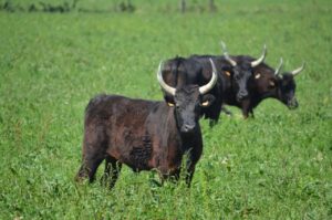 Toro camargués