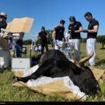 Campanero, de José Luis Bertol