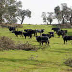 Ganadería El Cahoso