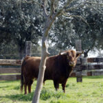 Ganadería El Cahoso