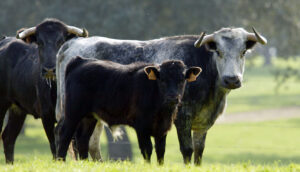 Ganadería El Cahoso