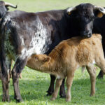 Ganadería El Cahoso