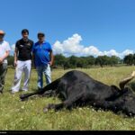 Campanero, de José Luis Bertol