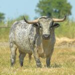 Canas Vigouroux. Camada 2020