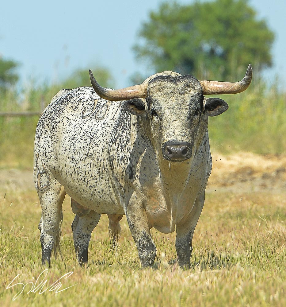Canas Vigouroux. Camada 2020