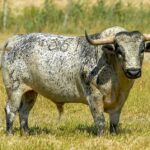 Canas Vigouroux. Camada 2020