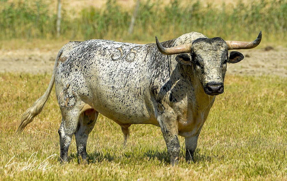 Canas Vigouroux. Camada 2020