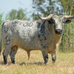 Canas Vigouroux. Camada 2020