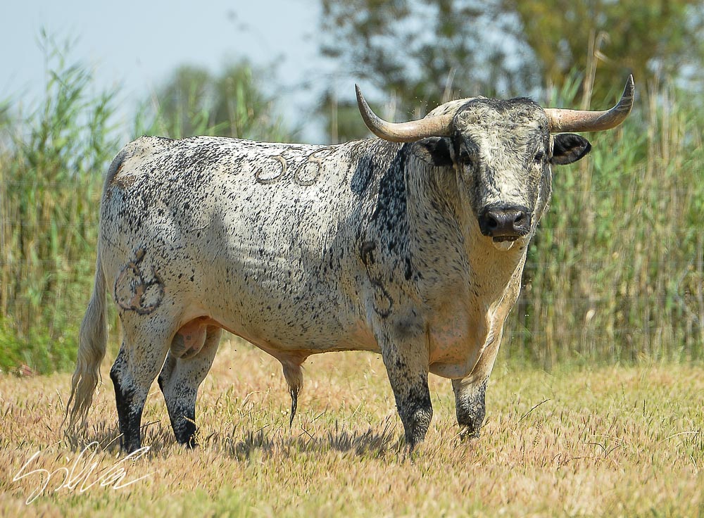 Canas Vigouroux. Camada 2020