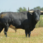 Canas Vigouroux. Camada 2020