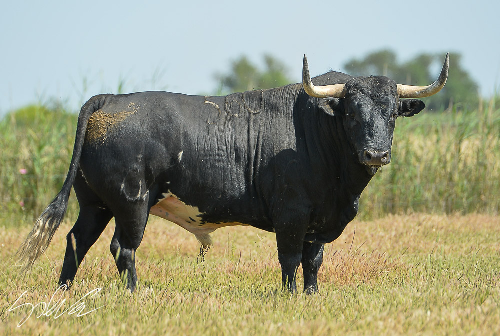 Canas Vigouroux. Camada 2020