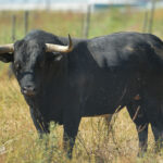 Canas Vigouroux. Camada 2020