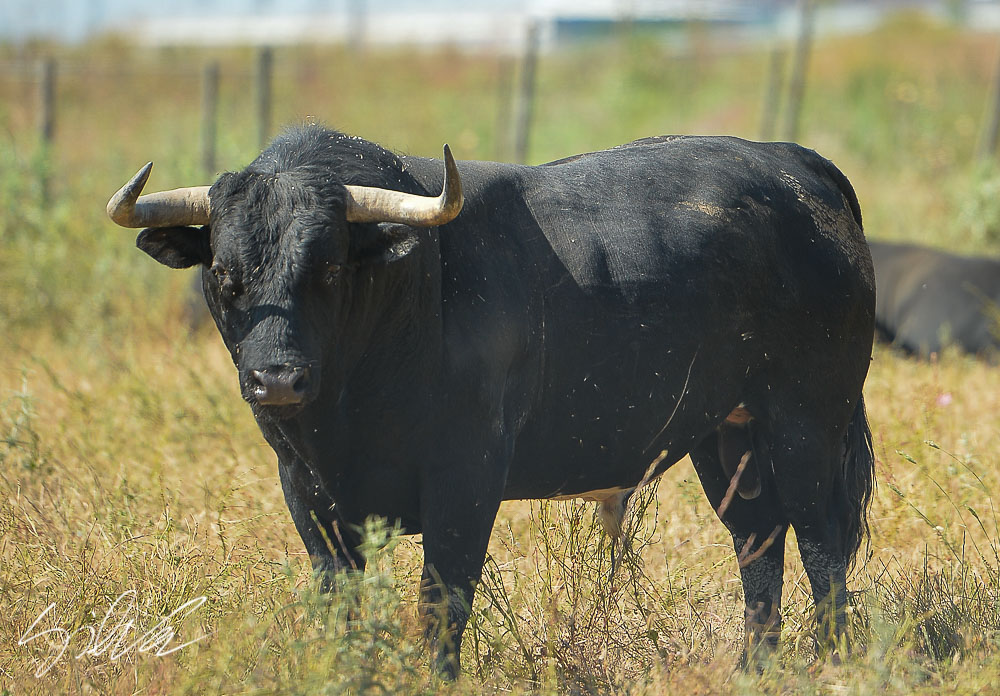 Canas Vigouroux. Camada 2020