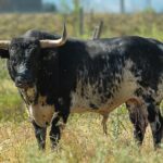 Canas Vigouroux. Camada 2020