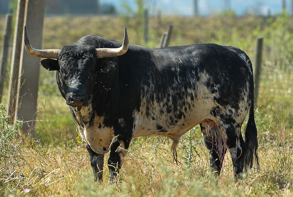 Canas Vigouroux. Camada 2020