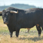 Canas Vigouroux. Camada 2020