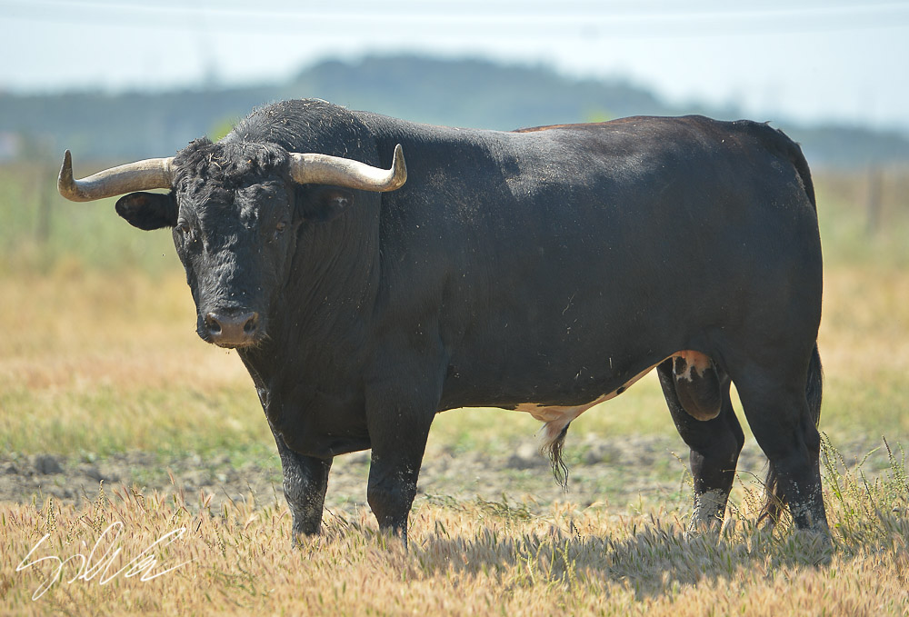 Canas Vigouroux. Camada 2020