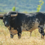 Canas Vigouroux. Camada 2020