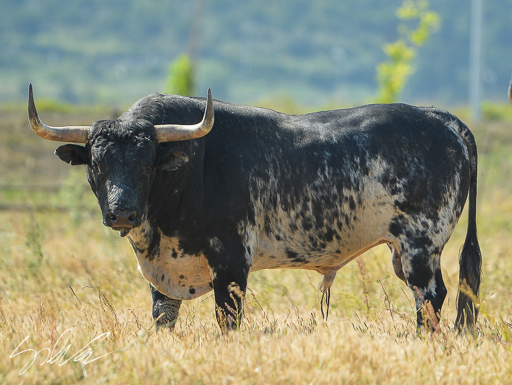 Canas Vigouroux. Camada 2020